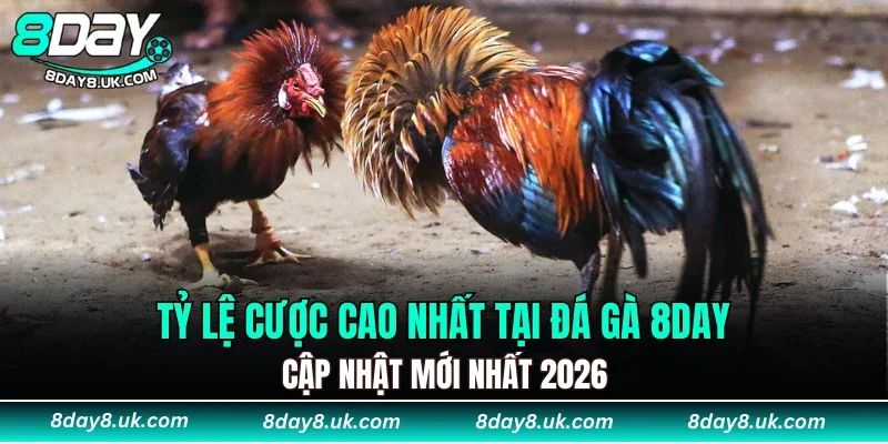 Tỷ lệ cược cao nhất tại đá gà 8DAY